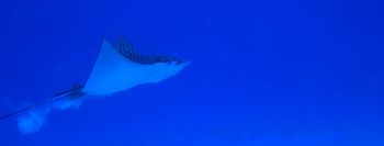Spotted Eagle Ray on takeoff!  This awesome creature was ... by Missy Lamb-Deroche 